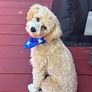 Rascal joined the competition — help win amazing prizes! dog, curly_fur, blue_bandana, red_deck, pet, cute, sitting, outdoor, canine, fluffy, puppy, adorable, fur, companion, animal, portrait, looking_back, domestic_animal, head_tilt, friendly