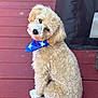 dog, curly_fur, blue_bandana, red_deck, pet, cute, sitting, outdoor, canine, fluffy, puppy, adorable, fur, companion, animal, portrait, looking_back, domestic_animal, head_tilt, friendly