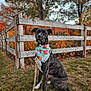 dog, black_dog, bandana, football_pattern, grass, wooden_fence, autumn_leaves, orange_leaves, yellow_leaves, outdoor, pet, animal, sitting, leash, nature, fall_season, tree, canine, portrait, daylight