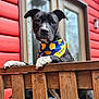 dog, black_and_white, bandana, wooden_fence, red_house, window, outdoor, pet, animal, curious, portrait, ears, paw, face, canine, domestic_animal, guard, watchful, daylight, close_up
