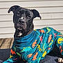 dog, black_dog, dinosaur_onesie, pet_clothing, outdoor, sunlight, portrait, canine, animal, resting, furry, paw, texture, colorful, pattern, background, comfort, expression, pet, house_siding