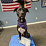 dog, graduation_cap, certificate, purple_bandana, american_flag, blue_platform, indoor, carpeted_floor, proud, pet, portrait, black_dog, white_markings, seated, award, celebration, closeup, animal, canine, focused