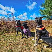 Finley is registered to the contest to win money with this photo: dog, dogs, outdoor, grass, blue_sky, clouds, nature, trees, autumn, leash, sweater, harness, pets, canine, sunlight, field, animal, park, daytime, sitting