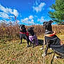 dog, dogs, outdoor, grass, blue_sky, clouds, nature, trees, autumn, leash, sweater, harness, pets, canine, sunlight, field, animal, park, daytime, sitting