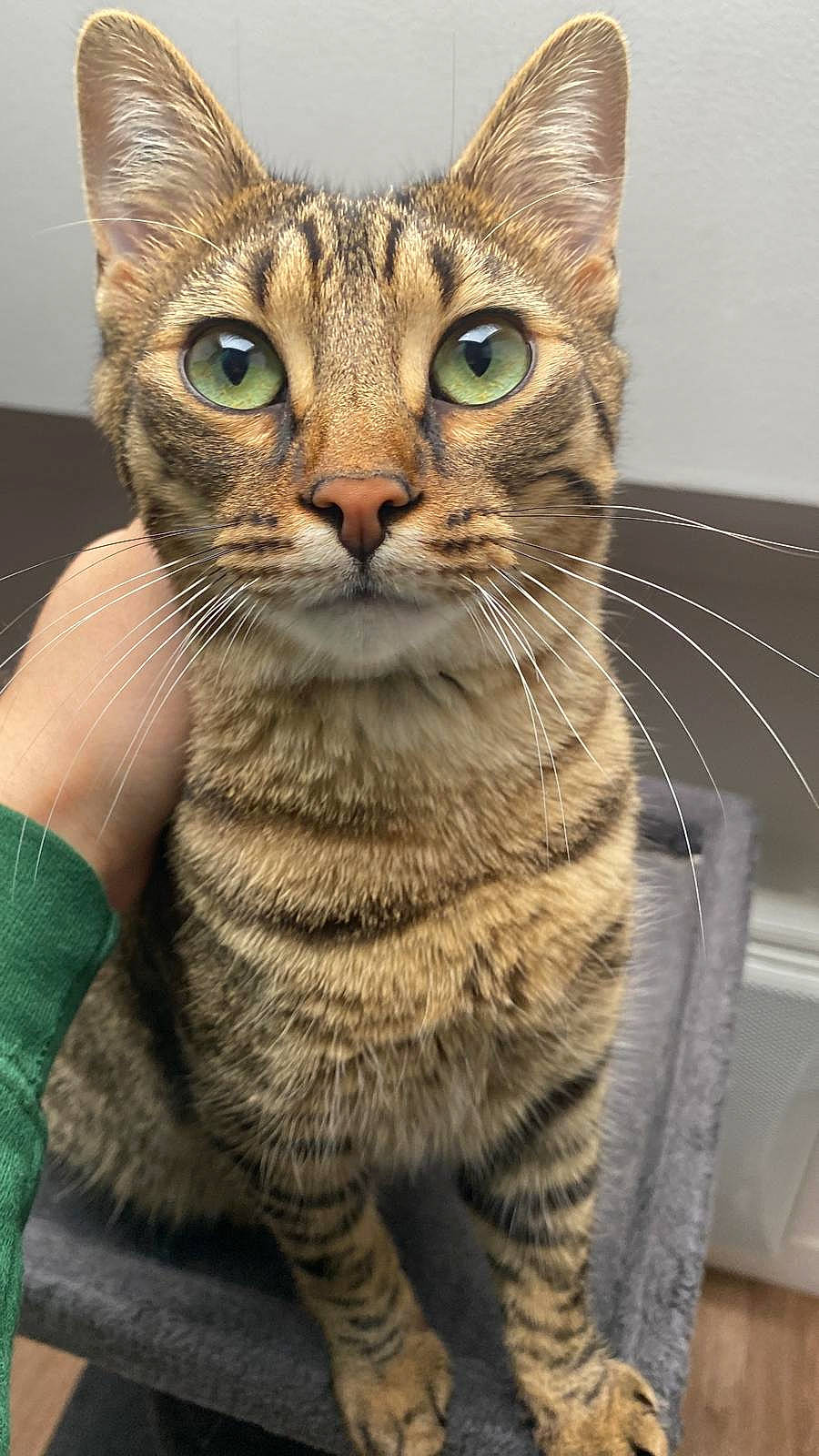 Scoubidou participe au concours pour gagner de l'argent avec cette photo : carnivore, cat, domestic_short_haired_cat, felidae, fur, iris, small_to_medium_sized_cats, snout, terrestrial_animal, whiskers, wildlife