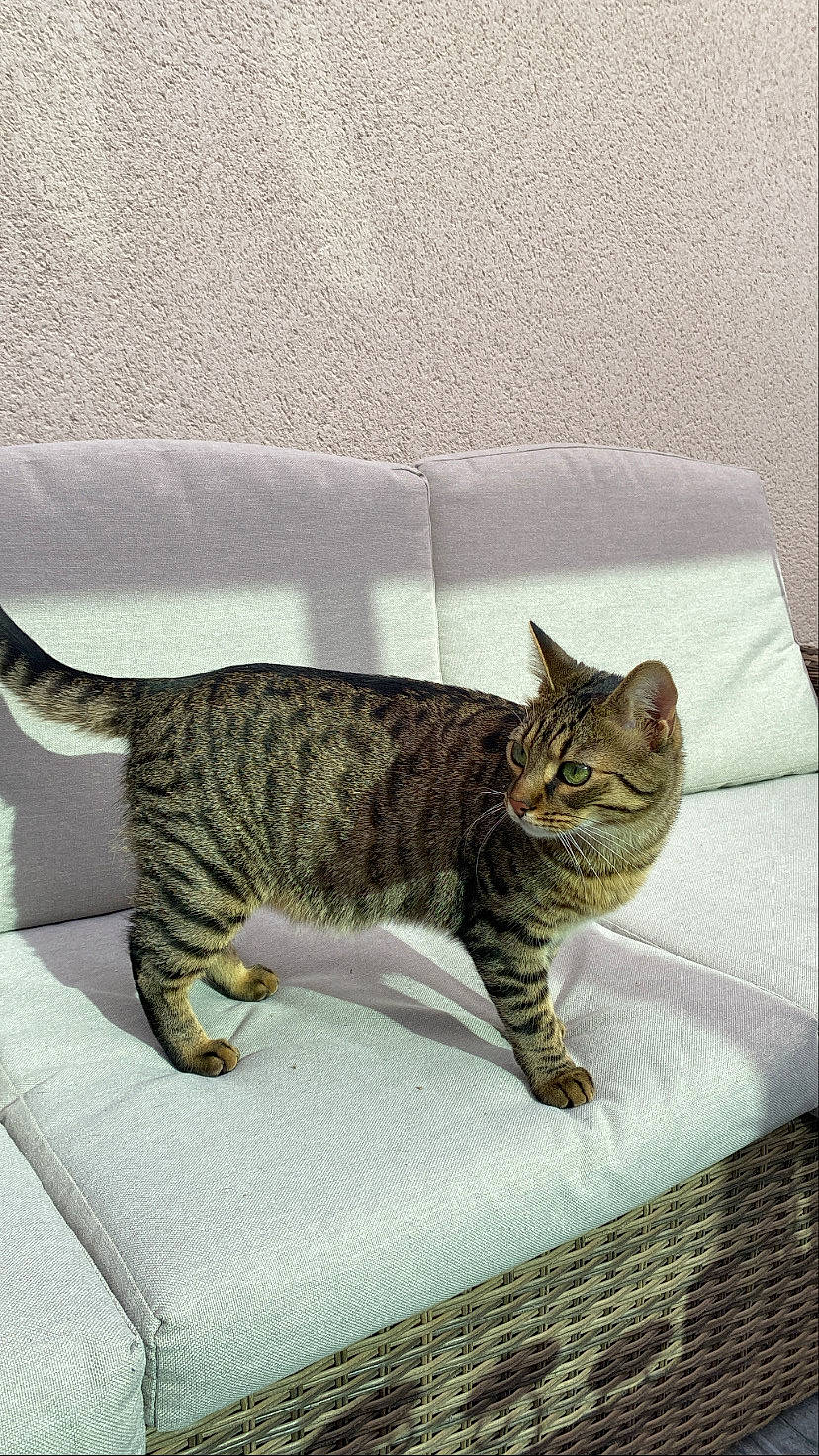 Scoubidou a rejoint le concours — aidez-le/la à gagner de superbes lots ! carnivore, cat, claw, comfort, domestic_short_haired_cat, felidae, fur, grey, metal, pattern, paw, rectangle, room, sitting, small_to_medium_sized_cats, snout, tail, terrestrial_animal, whiskers