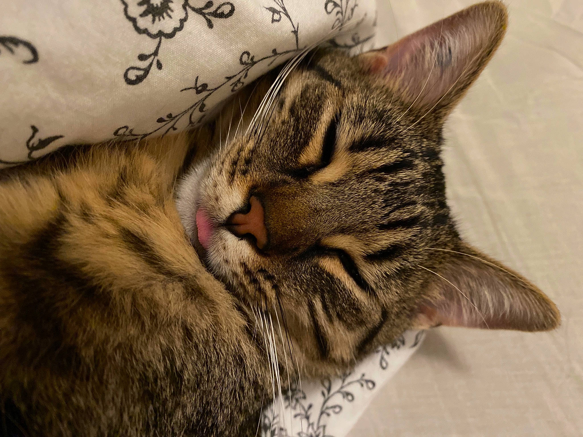 Scoubidou participe au concours pour gagner de l'argent avec cette photo : carnivore, cat, claw, close_up, comfort, domestic_short_haired_cat, felidae, fur, human_leg, mammal, nap, pattern, paw, small_to_medium_sized_cats, snout, tail, terrestrial_animal, whiskers, wildlife