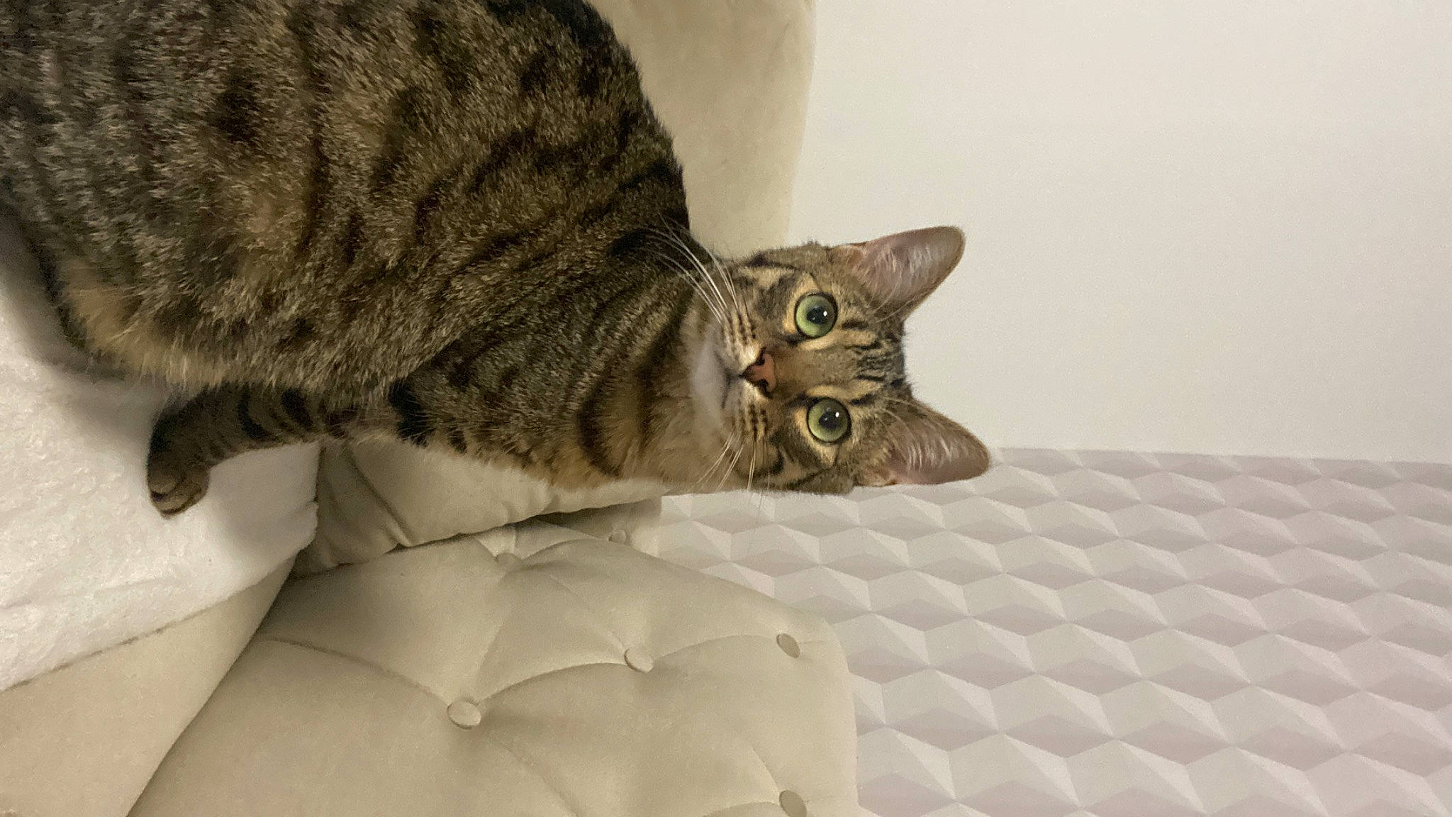 Scoubidou participe au concours pour gagner de l'argent avec cette photo : bed, bedding, carnivore, cat, cat_supply, comfort, domestic_short_haired_cat, fawn, felidae, fur, grey, linens, paw, room, small_to_medium_sized_cats, snout, tail, terrestrial_animal, whiskers, wildlife