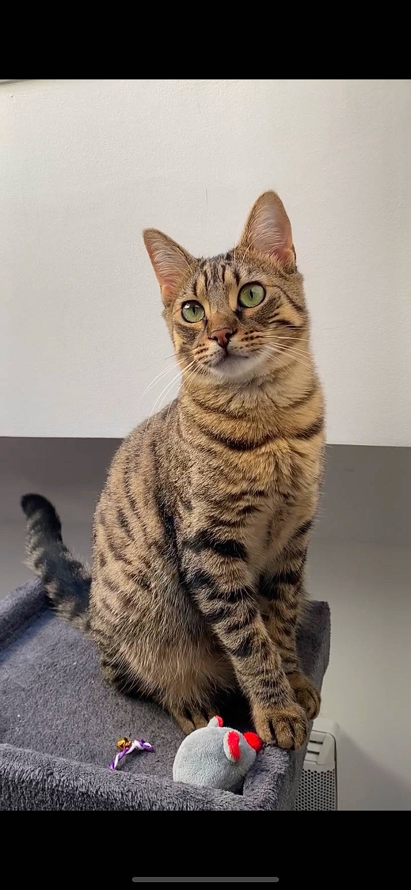 Scoubidou participe au concours pour gagner de l'argent avec cette photo : art, carnivore, cat, domestic_short_haired_cat, felidae, fur, paw, sitting, small_to_medium_sized_cats, snout, tail, terrestrial_animal, whiskers, wildlife