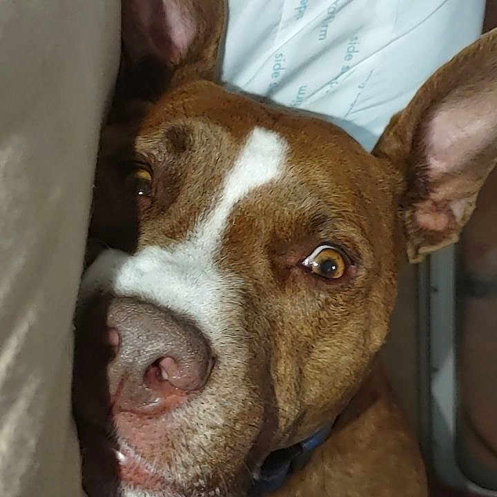 Dixie joined the competition — help win amazing prizes! animal, bed, brown, close_up, collar, curious, dog, domestic, ears, fabric, face, indoor, mattress, muzzle, nose, pet, portrait, resting, sleepy, white