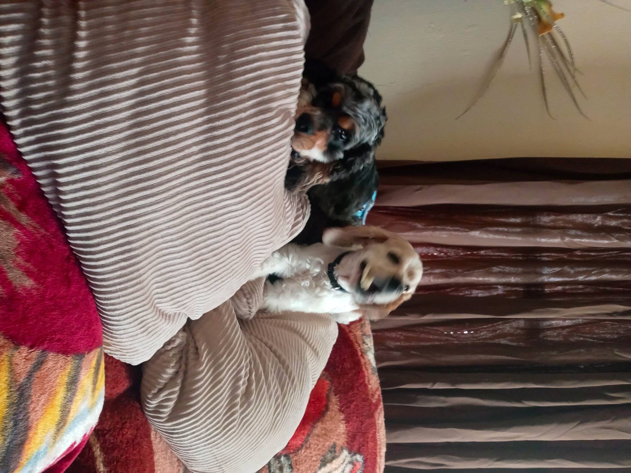 The Brothers joined the competition — help win amazing prizes! canidae, carnivore, comfort, companion_dog, dog, dog_breed, dog_supply, fawn, felidae, flooring, fur, hardwood, pattern, pet_supply, puppy, snout, sporting_group, toy_dog, whiskers, wood