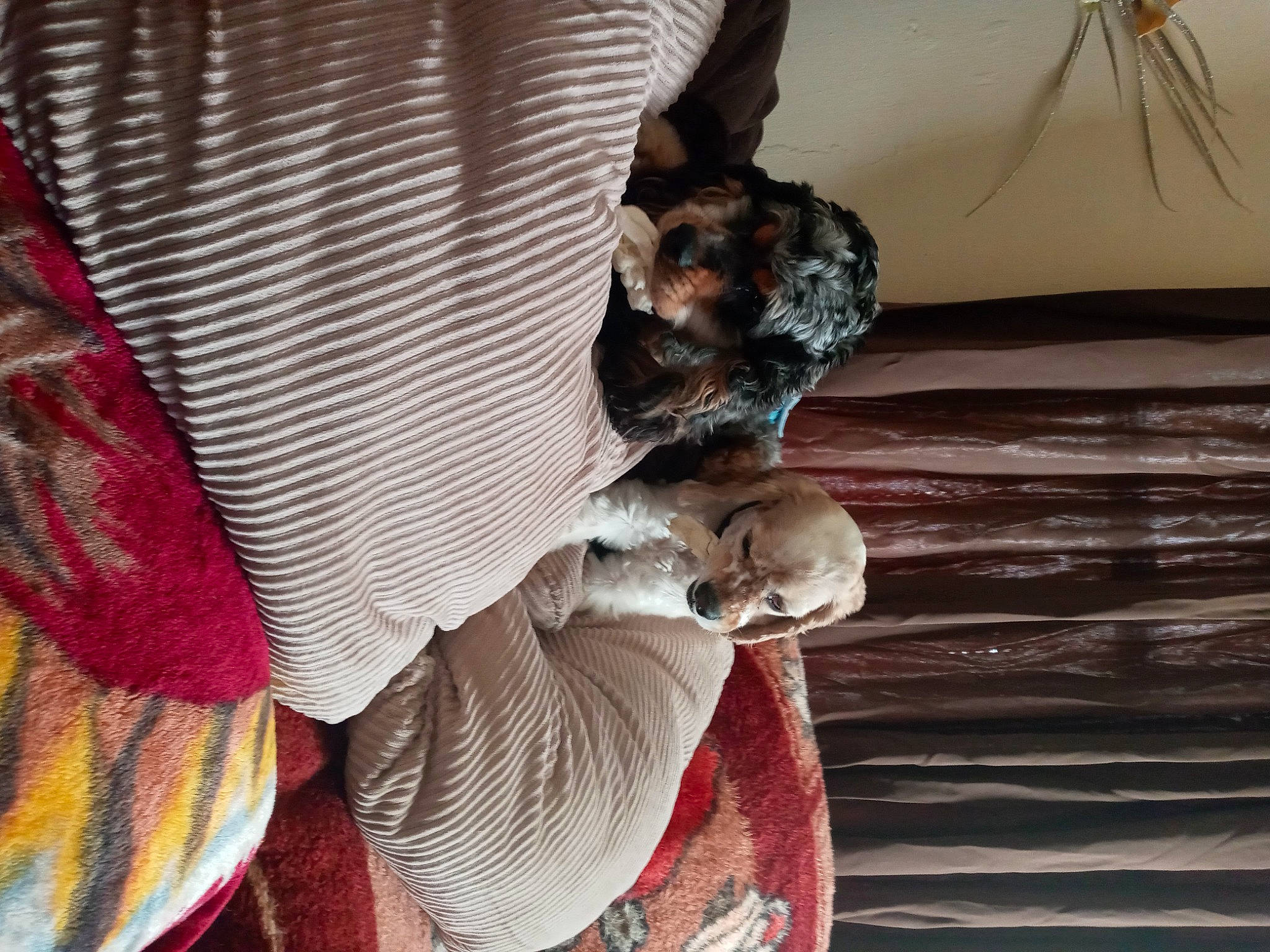 The Brothers is registered to the contest to win money with this photo: canidae, carnivore, comfort, companion_dog, dog, dog_breed, dog_supply, fawn, fur, linens, nap, pattern, pet_supply, plaid, snout, sporting_group, tartan, toy_dog, wood, working_animal