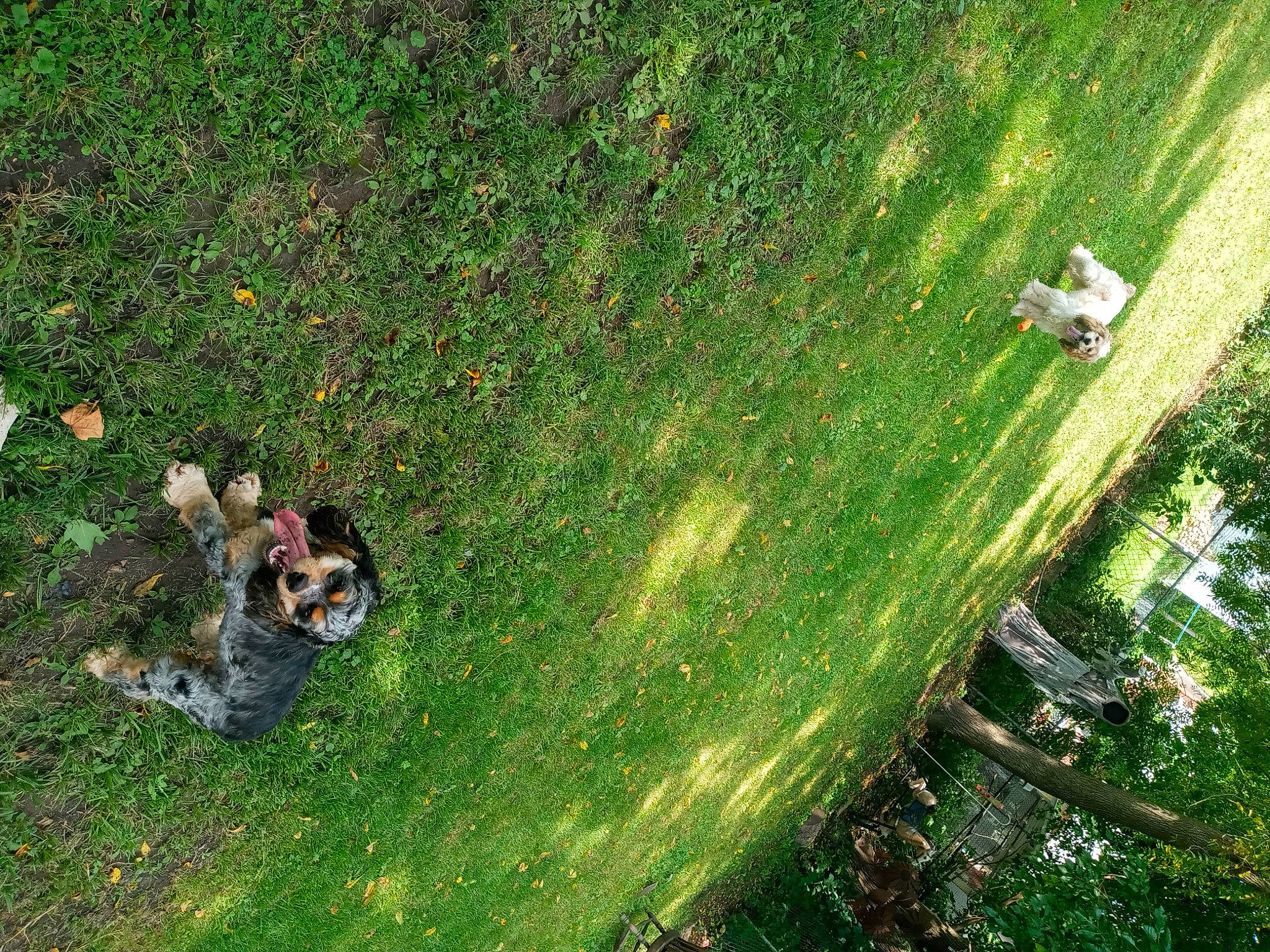 The Brothers is registered to the contest to win money with this photo: field, grass, grass_family, grassland, green, groundcover, landscape, lawn, leisure, meadow, natural_landscape, pasture, people_in_nature, plant, recreation, shrub, slope, soil, tree, trunk