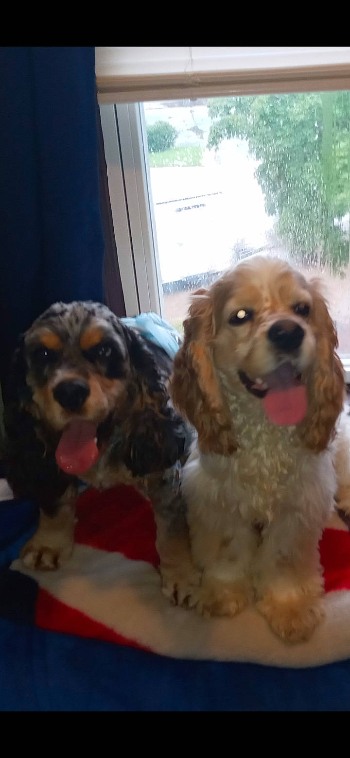 The Brothers joined the competition — help win amazing prizes! canidae, carnivore, companion_dog, dog, dog_breed, event, fawn, fur, gun_dog, liver, puppy, puppy_love, snout, spaniel, sporting_group, toy, toy_dog, working_animal