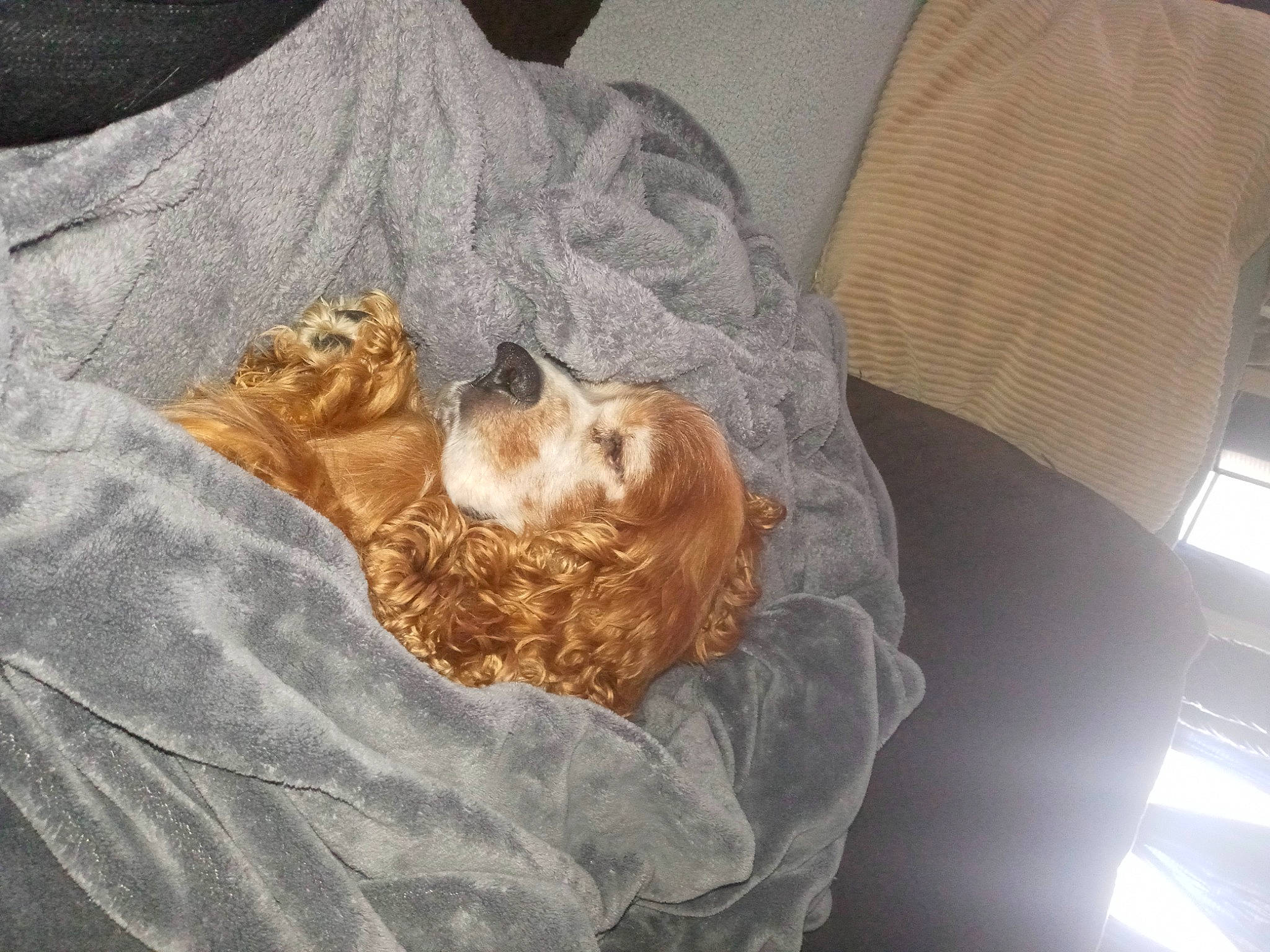 Dede is registered to the contest to win money with this photo: art, bed, bed_sheet, bedding, bedroom, carnivore, cat, chair, comfort, companion_dog, couch, domestic_short_haired_cat, felidae, fur, grey, linens, room, small_to_medium_sized_cats, tail, whiskers