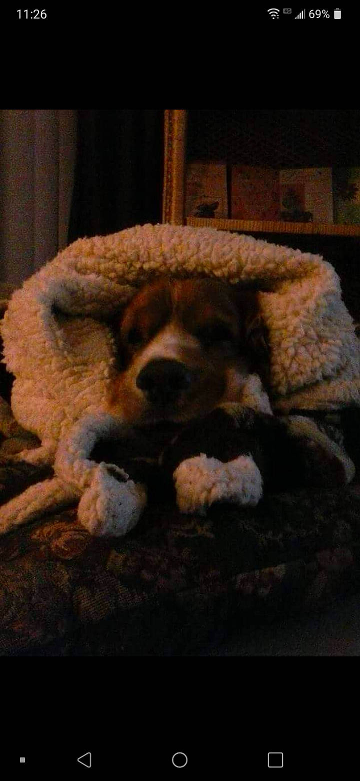 Dede is registered to the contest to win money with this photo: art, canidae, carnivore, chair, comfort, companion_dog, dog, dog_breed, fawn, flooring, fur, sheep, snout, sporting_group, tail, terrestrial_animal, toy, wood, wool, working_animal