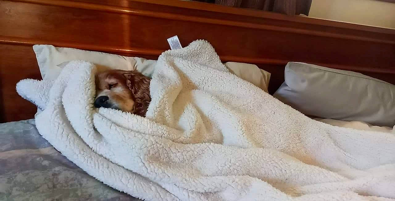 Dede is registered to the contest to win money with this photo: bed_sheet, bedding, bedroom, beige, carnivore, comfort, companion_dog, dog, dog_breed, fawn, felidae, flooring, fur, hardwood, linens, small_to_medium_sized_cats, sporting_group, textile, towel, wood