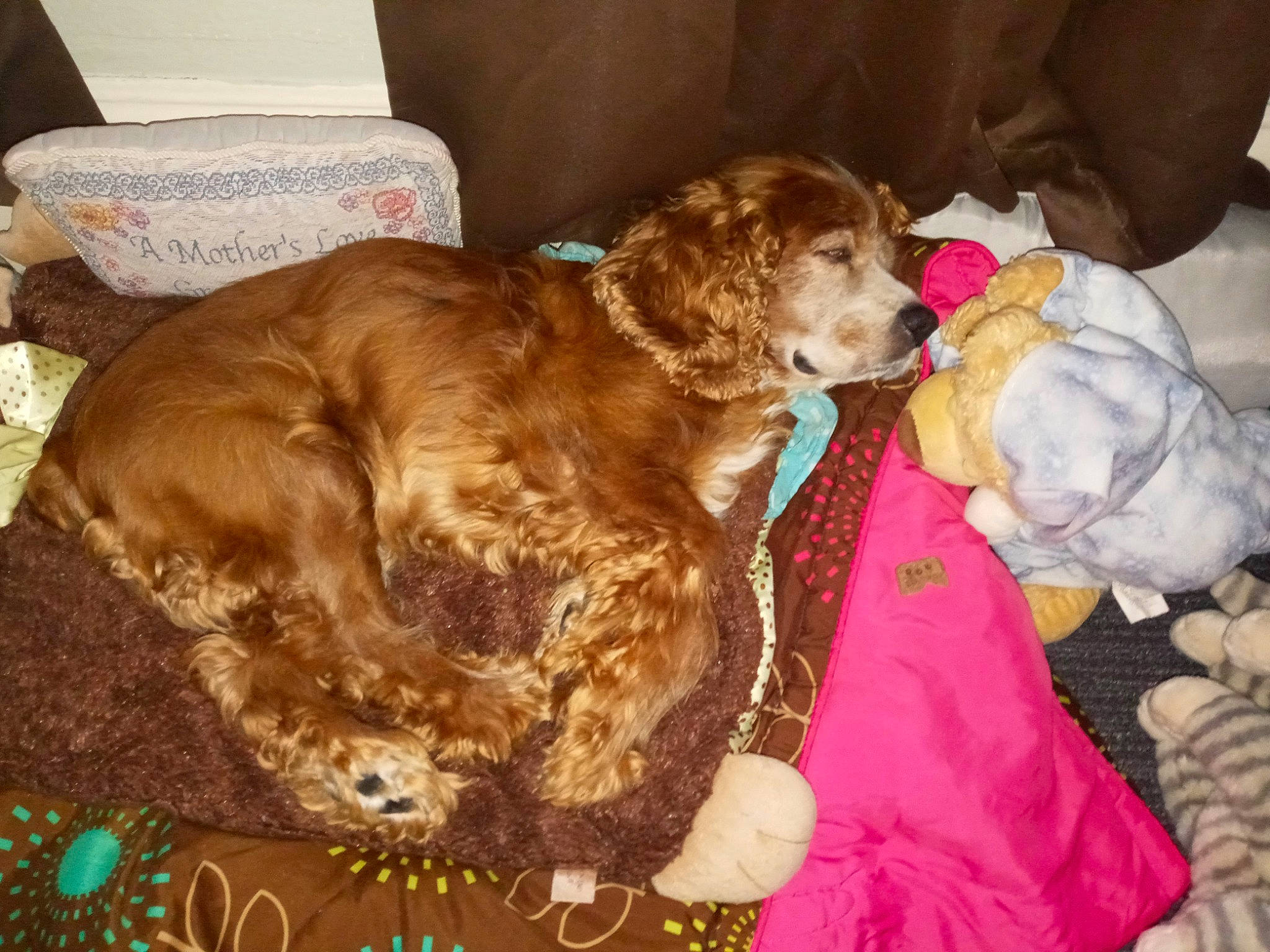 Dede joined the competition — help win amazing prizes! canidae, carnivore, cocker_spaniel, comfort, companion_dog, dog, dog_breed, dog_collar, dog_supply, ear, fawn, fur, gun_dog, liver, pet_supply, retriever, spaniel, sporting_group, working_animal