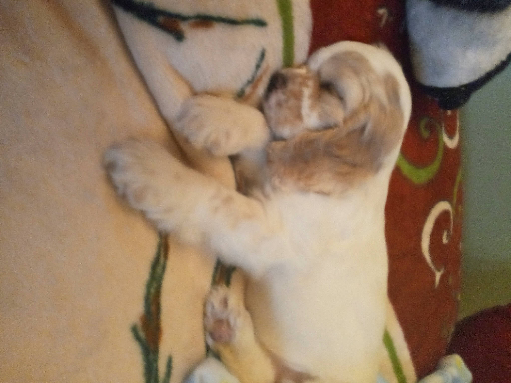 King joined the competition — help win amazing prizes! canidae, carnivore, comfort, companion_dog, dog, dog_breed, fawn, felidae, fur, hardwood, non_sporting_group, paw, small_to_medium_sized_cats, snout, sporting_group, tail, whiskers, wood, working_animal