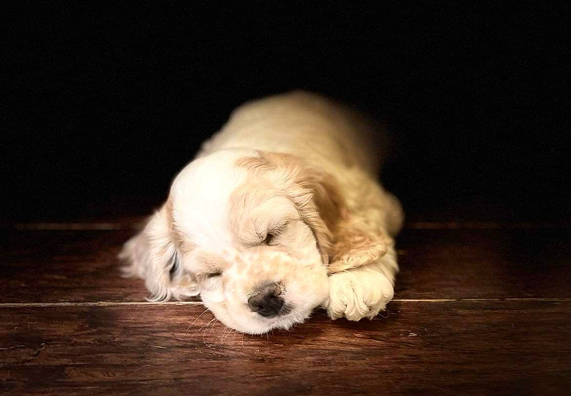 King is registered to the contest to win money with this photo: bored, canidae, carnivore, comfort, companion_dog, dog, dog_breed, felidae, flooring, fur, hardwood, paw, snout, sporting_group, still_life_photography, tail, toy_dog, whiskers, wood, working_animal