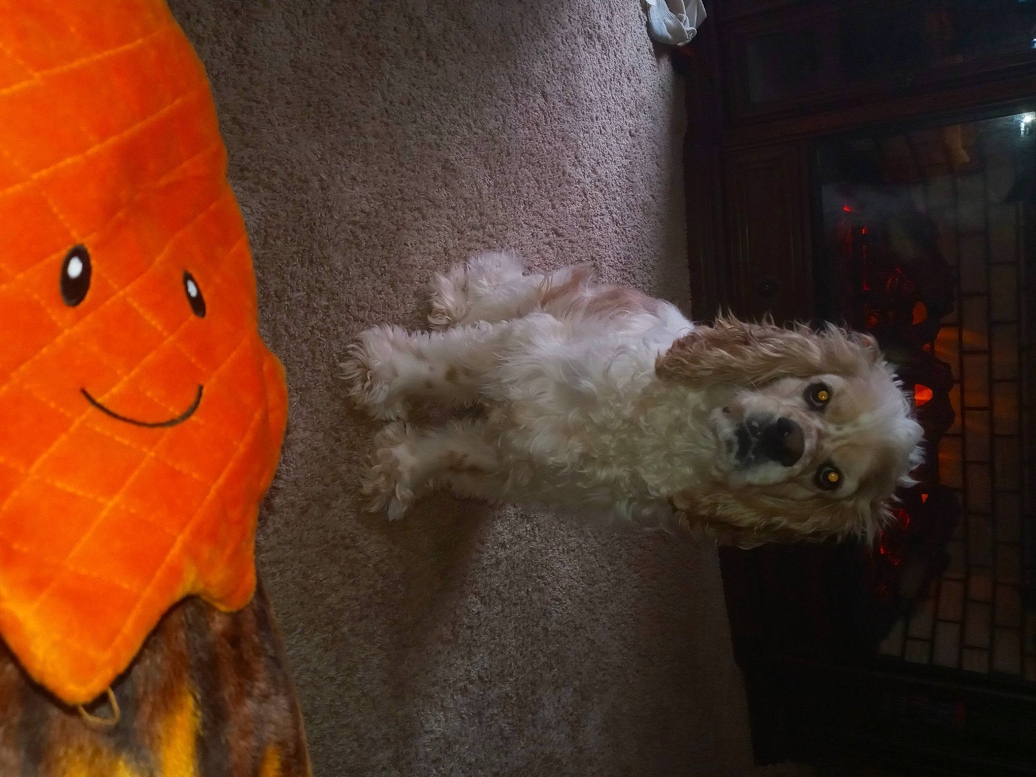 King joined the competition — help win amazing prizes! bow_tie, calabaza, carnivore, companion_dog, dog, dog_breed, fawn, fur, plush, poodle, small_terrier, sporting_group, stuffed_toy, tail, terrier, toy, toy_dog, vegetable, whiskers, wool