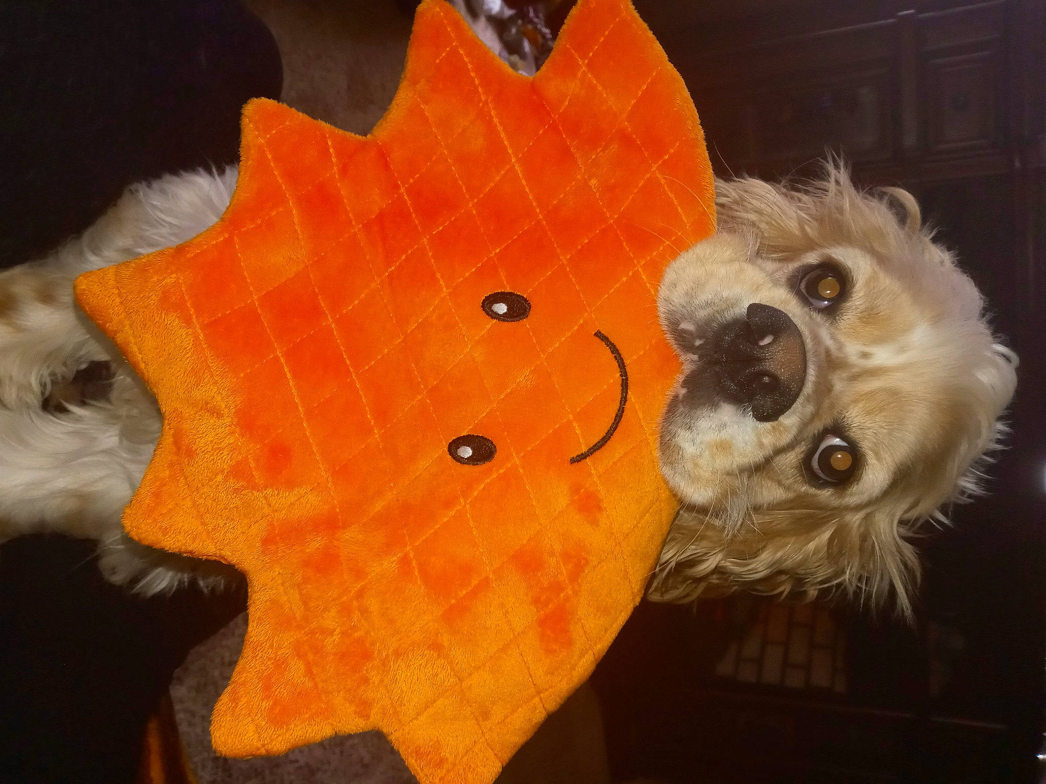 King is registered to the contest to win money with this photo: art, calabaza, cucurbita, dog, fashion_accessory, fur, orange, peach, plant, plucked_string_instruments, pumpkin, snout, squash, string_instrument, string_instrument_accessory, sunglasses, tool, vegetable, whiskers, wood