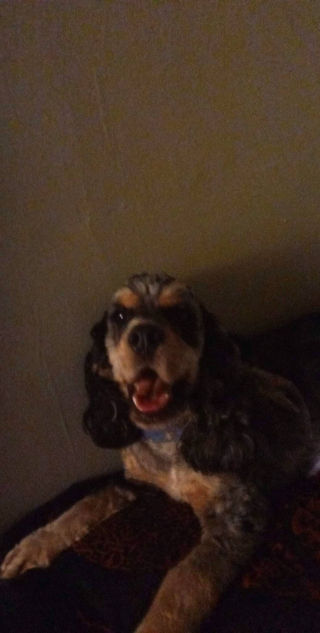 Oliver is registered to the contest to win money with this photo: canidae, carnivore, companion_dog, darkness, dog, dog_breed, fang, flooring, fur, hardwood, herding_dog, liver, shout, spaniel, sporting_group, terrestrial_animal, whiskers, wood, working_animal, working_dog