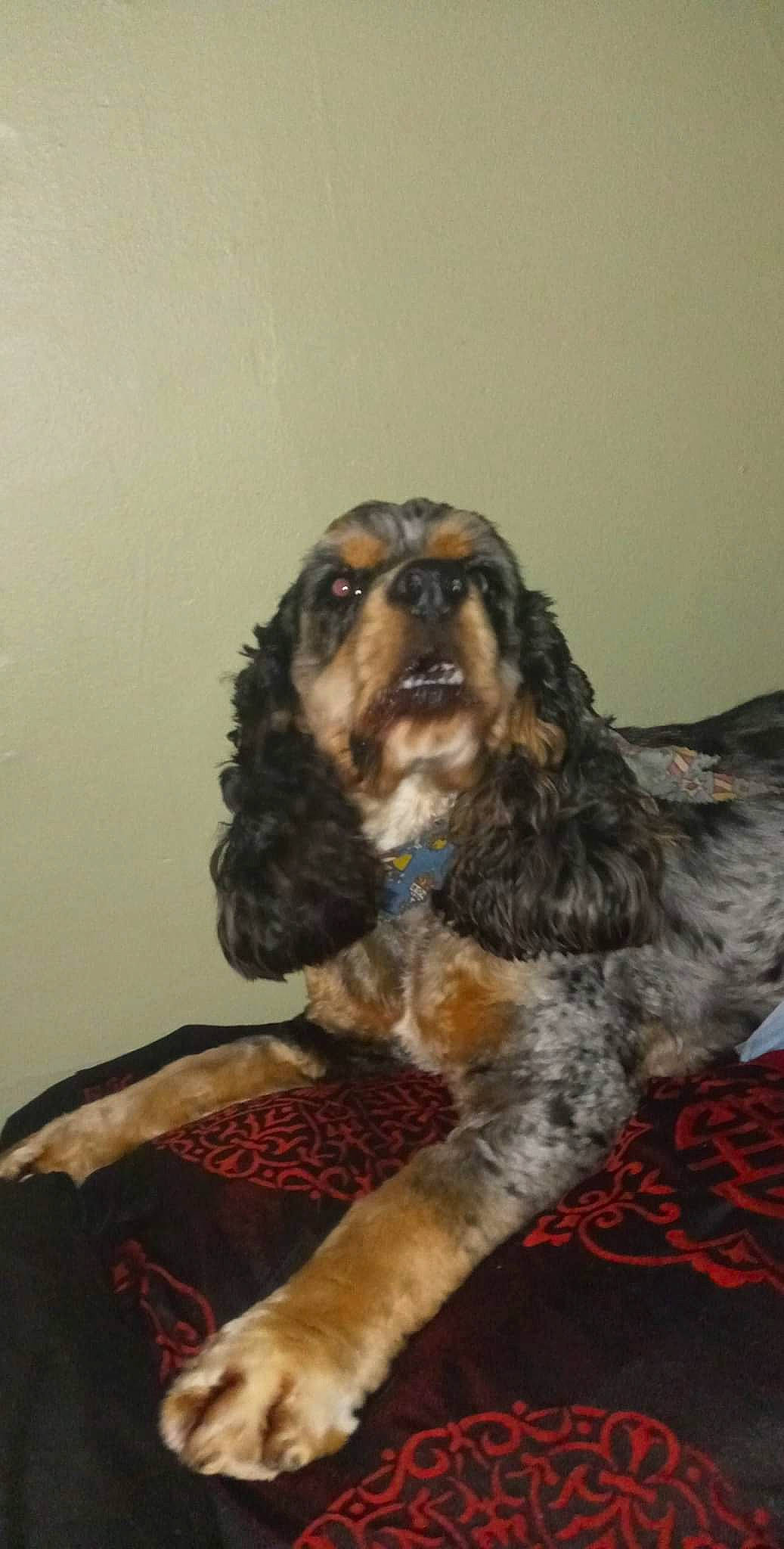 Oliver joined the competition — help win amazing prizes! canidae, carnivore, companion_dog, dog, dog_breed, fur, liver, snout, spaniel, sporting_group, tail, terrestrial_animal, toy_dog, working_animal, working_dog