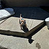 alone, animal, blue_harness, concrete, curious, cute, daytime, dog, outdoor, pet, playful, puppy, shadow, sidewalk, small, standing, step, sunlight, watchful, young