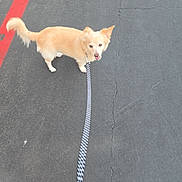 Lincoln is registered to the contest to win money with this photo: animal, asphalt, canine, collar, daylight, dog, fur, happy, leash, looking_up, mammal, outdoor, pavement, pet, red_line, sidewalk, small_dog, street, tail, walking