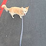 animal, asphalt, canine, collar, daylight, dog, fur, happy, leash, looking_up, mammal, outdoor, pavement, pet, red_line, sidewalk, small_dog, street, tail, walking