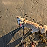 Lincoln is registered to the contest to win money with this photo: animal, beach, canine, cute, daylight, dog, feet, happy, leash, nature, outdoor, pet, playful, sand, shadow, summer, sunlight, tongue, vacation, walking