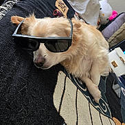 Lincoln joined the competition — help win amazing prizes! dog, sunglasses, pet, blanket, sleeping, bed, fur, cream_colored_dog, paw, nose, indoor, pillow, plush_toy, couch, portrait, accessory, napping, close_up, home_interior, relaxation