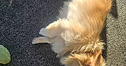 Lincoln joined the competition — help win amazing prizes! animal, carpet, cozy, dog, ear, fluffy, fur, home, indoor, light_colored, lying_down, nose, paw, pet, quiet, relaxed, resting, shadow, sleeping, sunlight