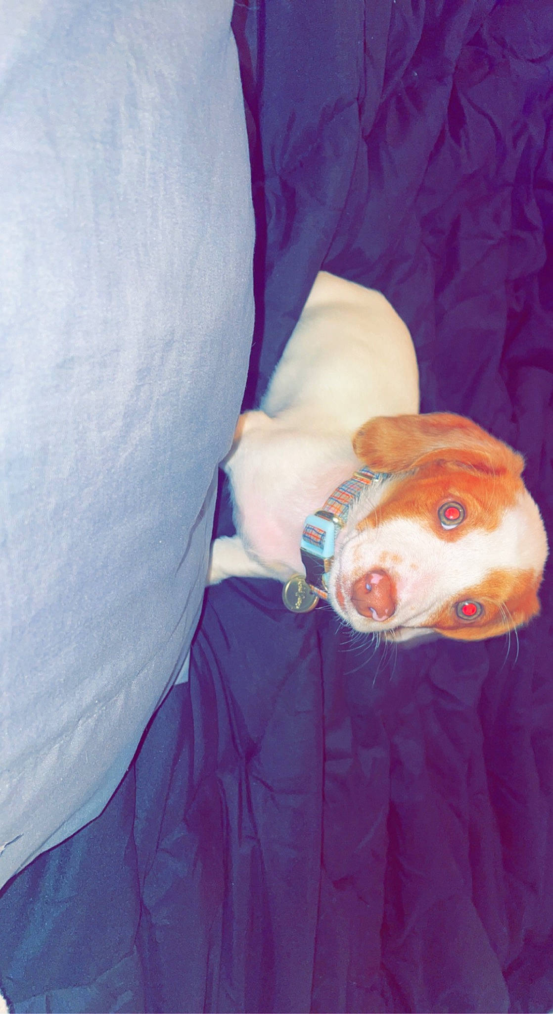 Bubba joined the competition — help win amazing prizes! canidae, carnivore, comfort, companion_dog, dog, dog_breed, dog_clothes, elbow, electric_blue, flesh, hat, human_leg, non_sporting_group, personal_protective_equipment, sleeve, snout, sporting_group, whiskers, working_animal, wrist