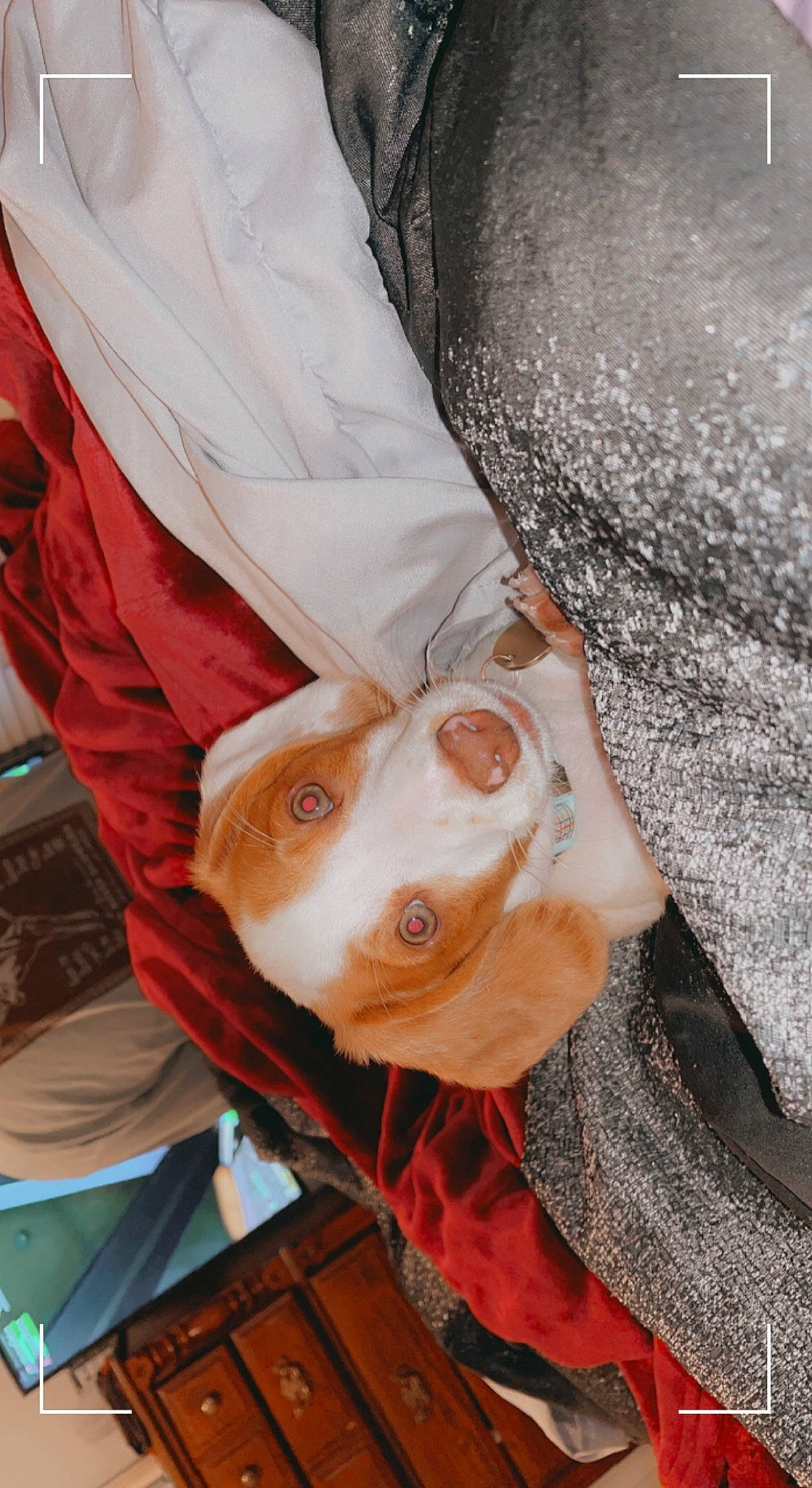 Bubba joined the competition — help win amazing prizes! dress_shirt, ear, eye, eyewear, fawn, fur, hat, jaw, nose, orange, outerwear, personal_protective_equipment, selfie, sleeve, snout, sporting_group, sunglasses, textile, wood, working_animal