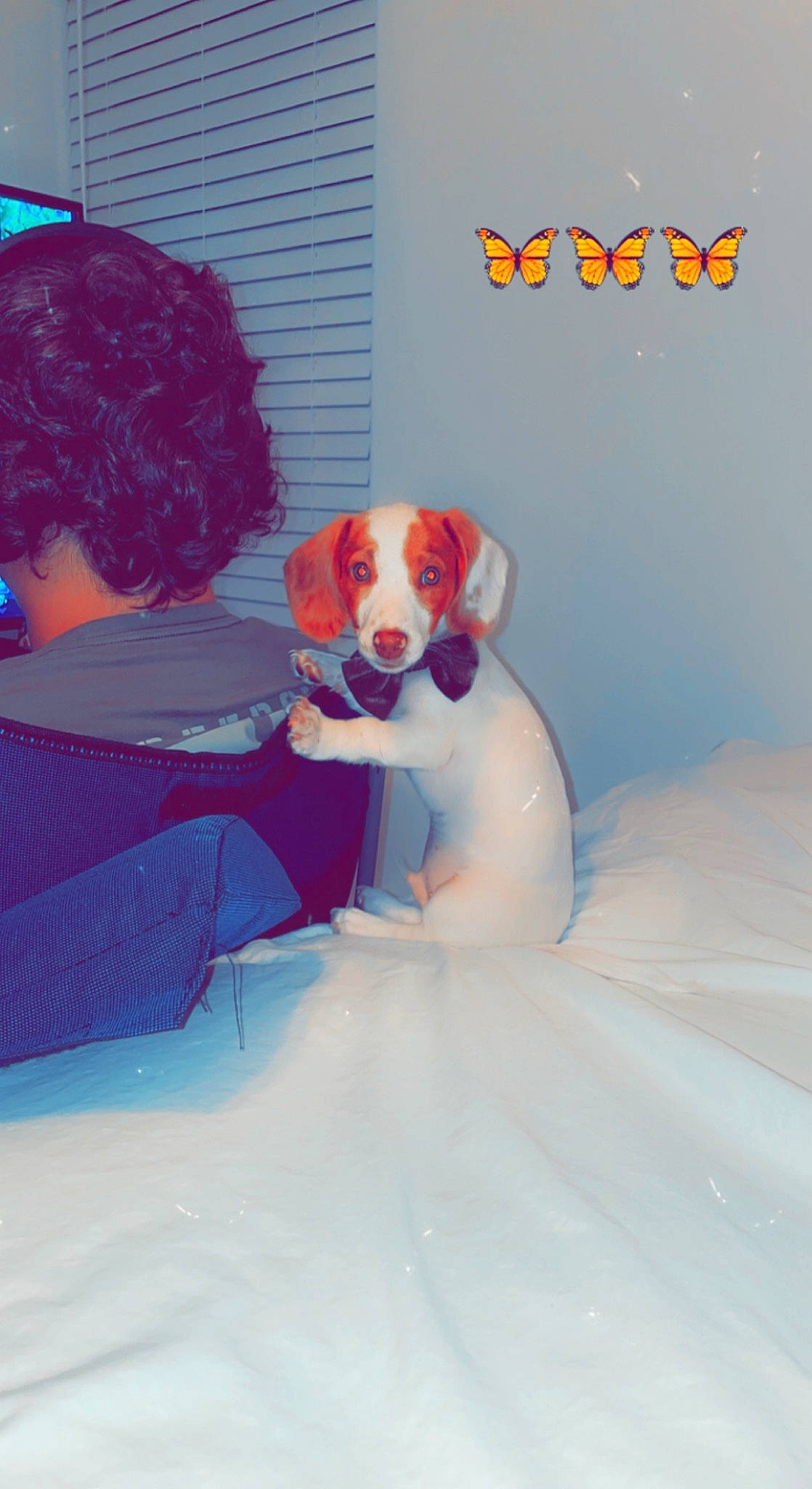 Bubba joined the competition — help win amazing prizes! ball, carnivore, comfort, companion_dog, couch, dog, dog_breed, fawn, football, fur, happy, mammal, orange, photo_caption, puppy_love, sitting, sporting_group, tail, toy, vertebrate