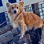 dog, small_dog, golden_fur, long_hair, pet, canine, ears, paws, logs, firewood, outdoor, fence, porch, woodpile, closeup, curious, attentive, brown_fur, sitting, nature