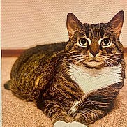 Kit is registered to the contest to win money with this photo: animal, carpet, cat, cute, domestic, ears, eyes, feline, fur, indoor, lying_down, mammal, paws, pet, portrait, relaxed, resting, striped, tabby, whiskers