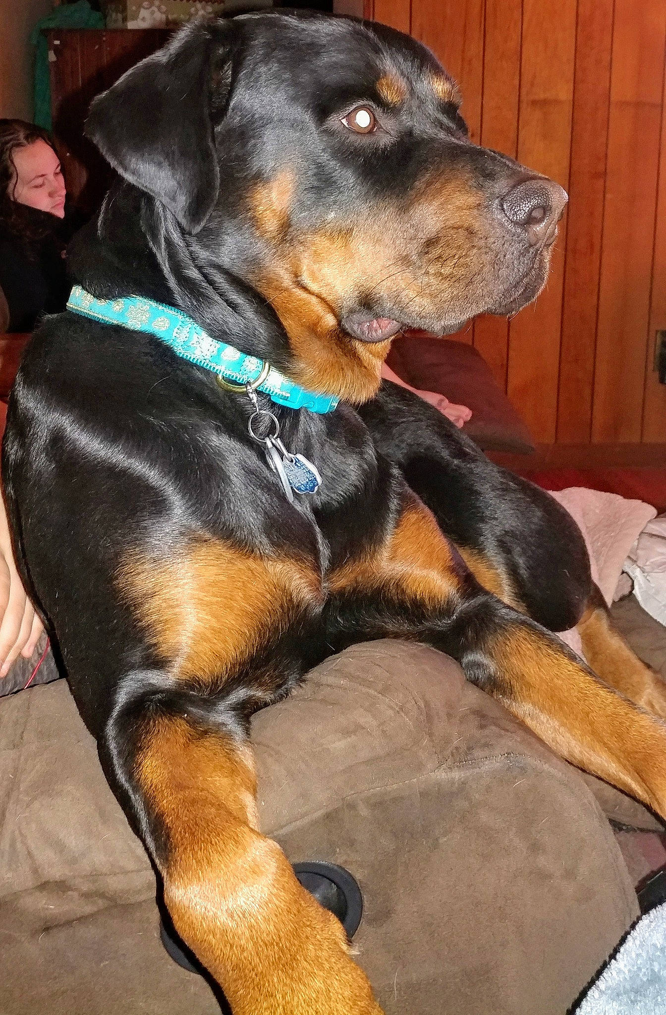 Matilda-maddie joined the competition — help win amazing prizes! austrian_black_and_tan_hound, canidae, carnivore, dog, dog_breed, fawn, hellenikos_ichnilatis, huntaway, hunting_dog, mammal, person, polish_hunting_dog, rare_breed_dog, rottweiler, snout, vertebrate