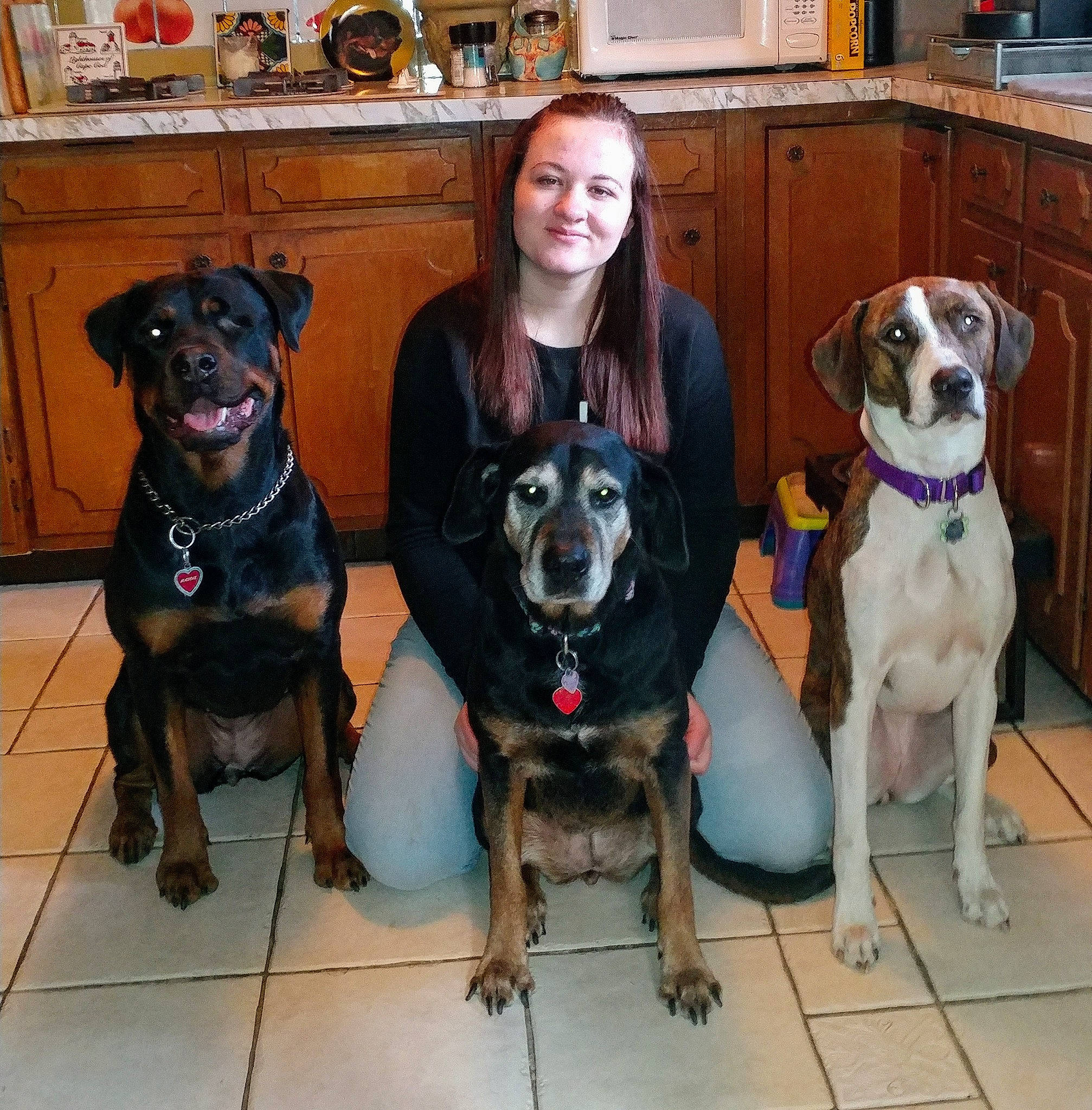 Matilda-maddie is registered to the contest to win money with this photo: canidae, carnivore, dog, dog_breed, fawn, hunting_dog, joy, mammal, person, sporting_group, vertebrate