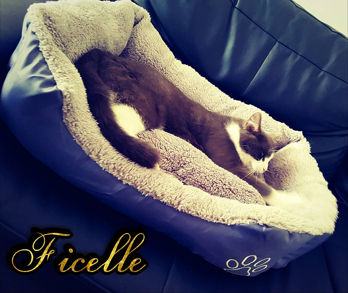 Ficelle participe au concours pour gagner de l'argent avec cette photo : blue, comfort, fur, fur_clothing, furniture, linens, nap, textile