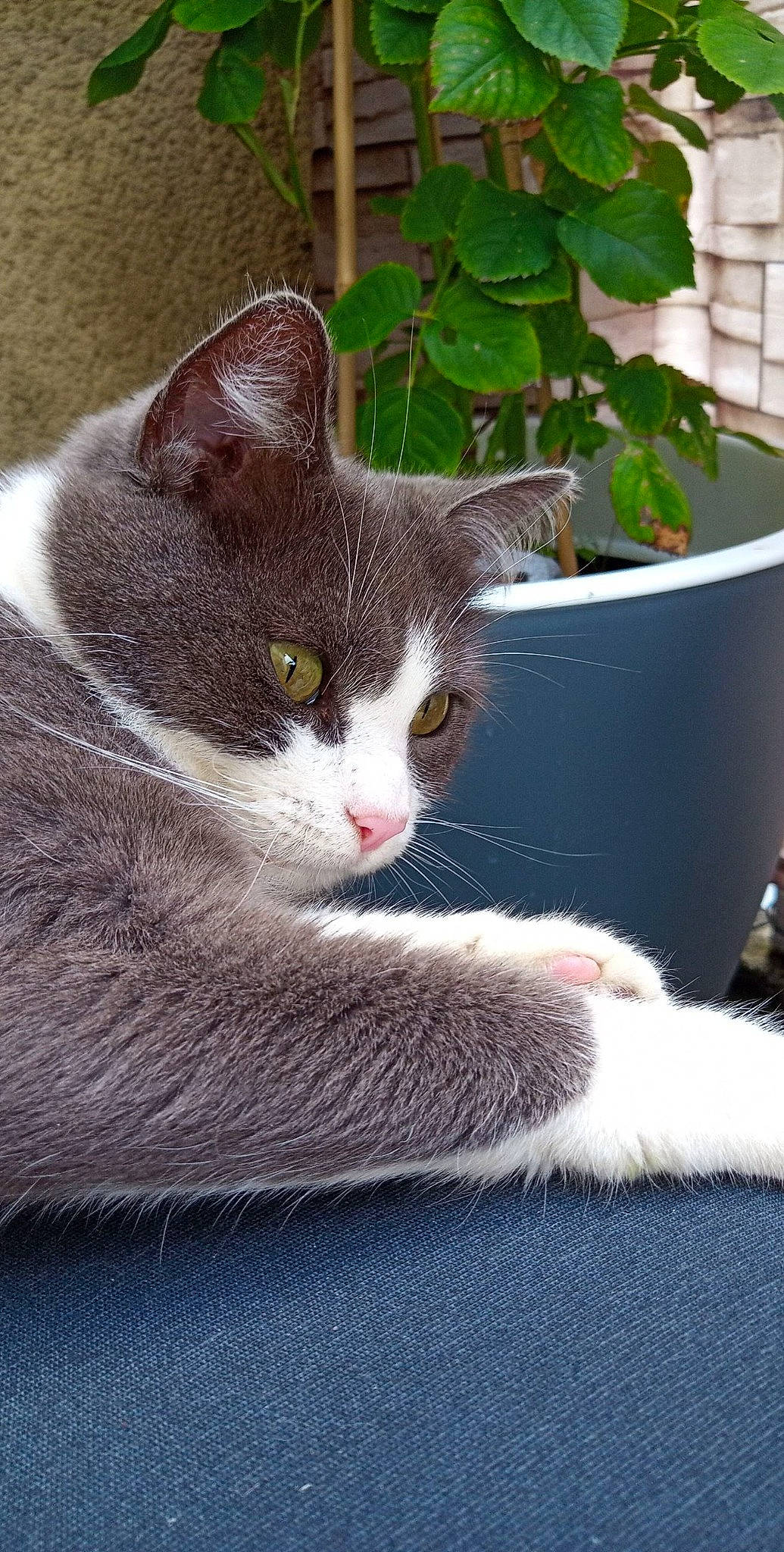 Ficelle a rejoint le concours — aidez-le/la à gagner de superbes lots ! aegean_cat, american_wirehair, carnivore, cat, domestic_short_haired_cat, european_shorthair, felidae, fur, kitten, mammal, polydactyl_cat, small_to_medium_sized_cats, snout, whiskers