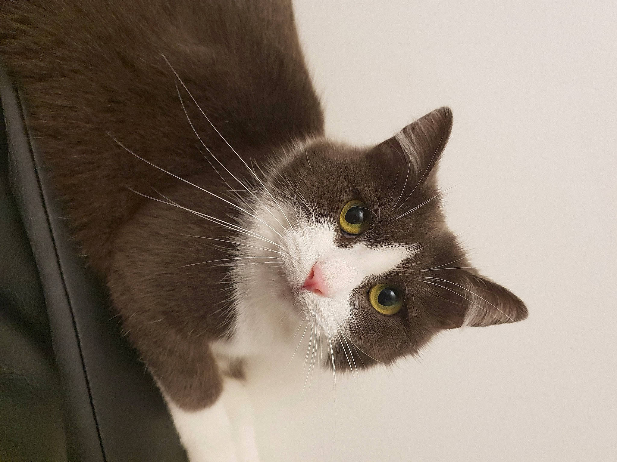 Ficelle participe au concours pour gagner de l'argent avec cette photo : aegean_cat, american_wirehair, british_semi_longhair, carnivore, cat, domestic_short_haired_cat, european_shorthair, eye, felidae, fur, kitten, polydactyl_cat, small_to_medium_sized_cats, snout, whiskers