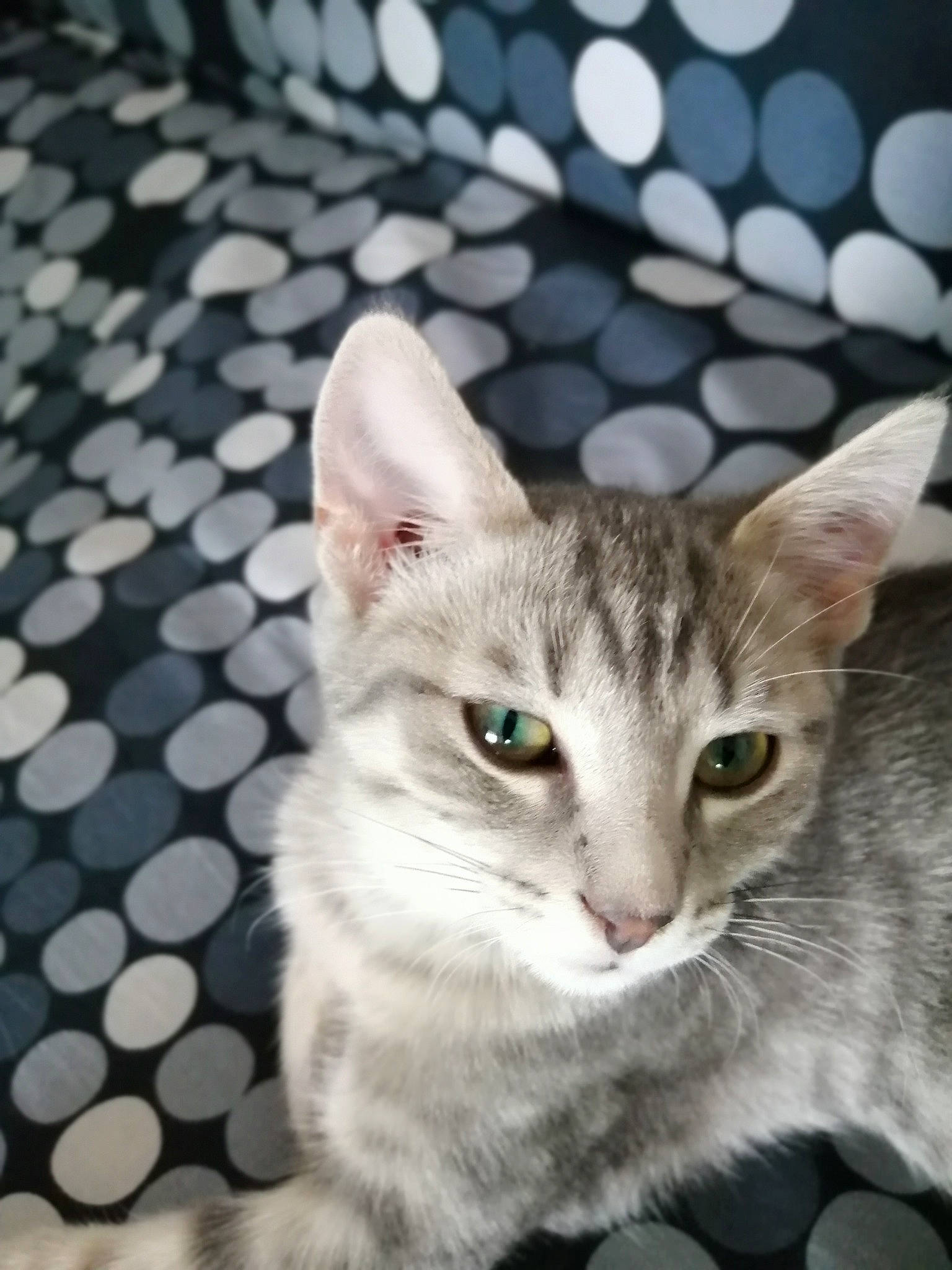 Gouzou a rejoint le concours — aidez-le/la à gagner de superbes lots ! aegean_cat, american_wirehair, asian, australian_mist, burmilla, carnivore, cat, domestic_short_haired_cat, european_shorthair, eye, felidae, kitten, mammal, oriental_longhair, singapura, small_to_medium_sized_cats, snout, tabby_cat, vertebrate, whiskers