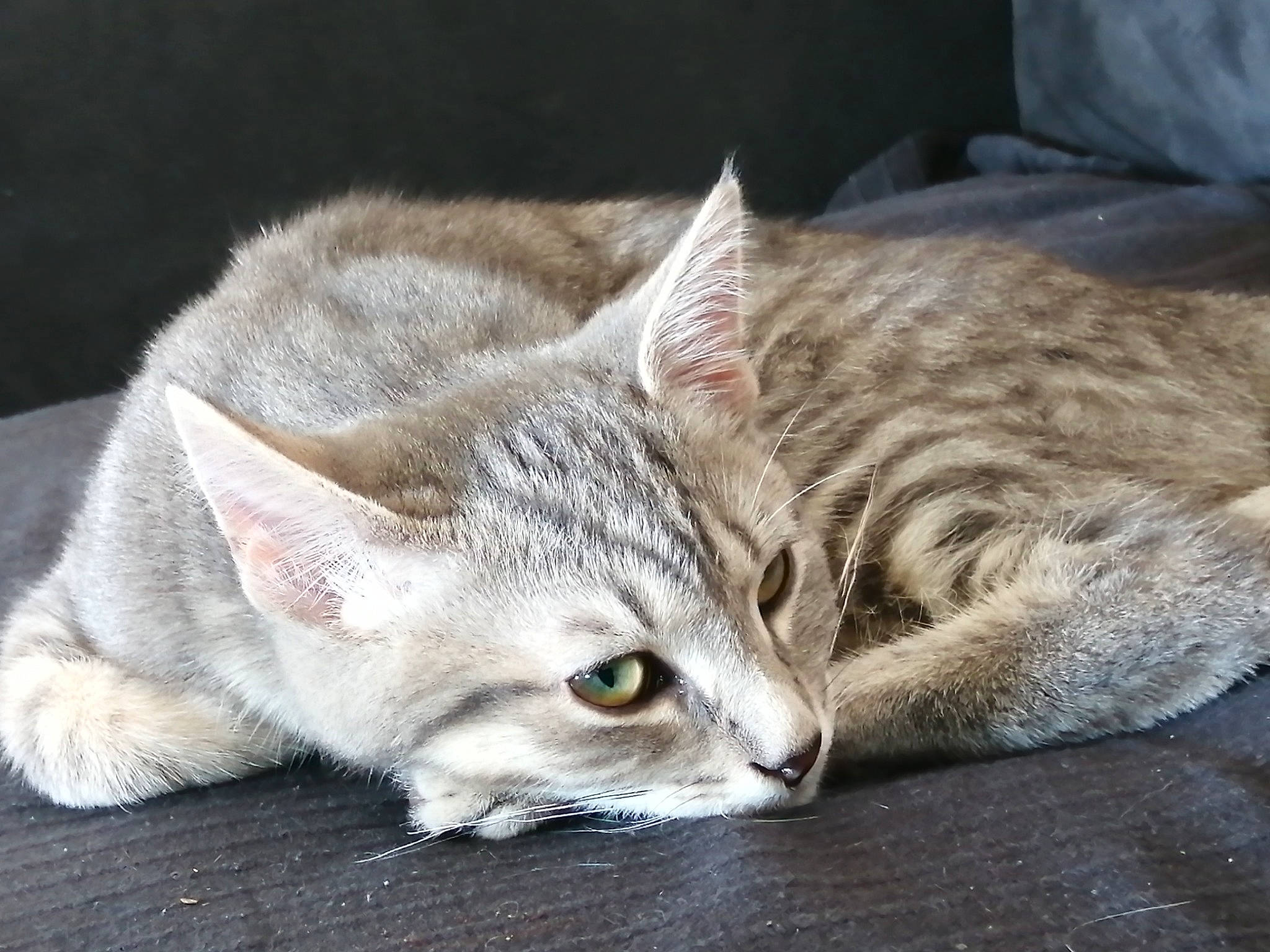 Gouzou a rejoint le concours — aidez-le/la à gagner de superbes lots ! american_shorthair, asian, australian_mist, burmilla, carnivore, cat, domestic_short_haired_cat, dragon_li, european_shorthair, eye, fawn, felidae, fur, kitten, mammal, singapura, small_to_medium_sized_cats, tabby_cat, vertebrate, whiskers