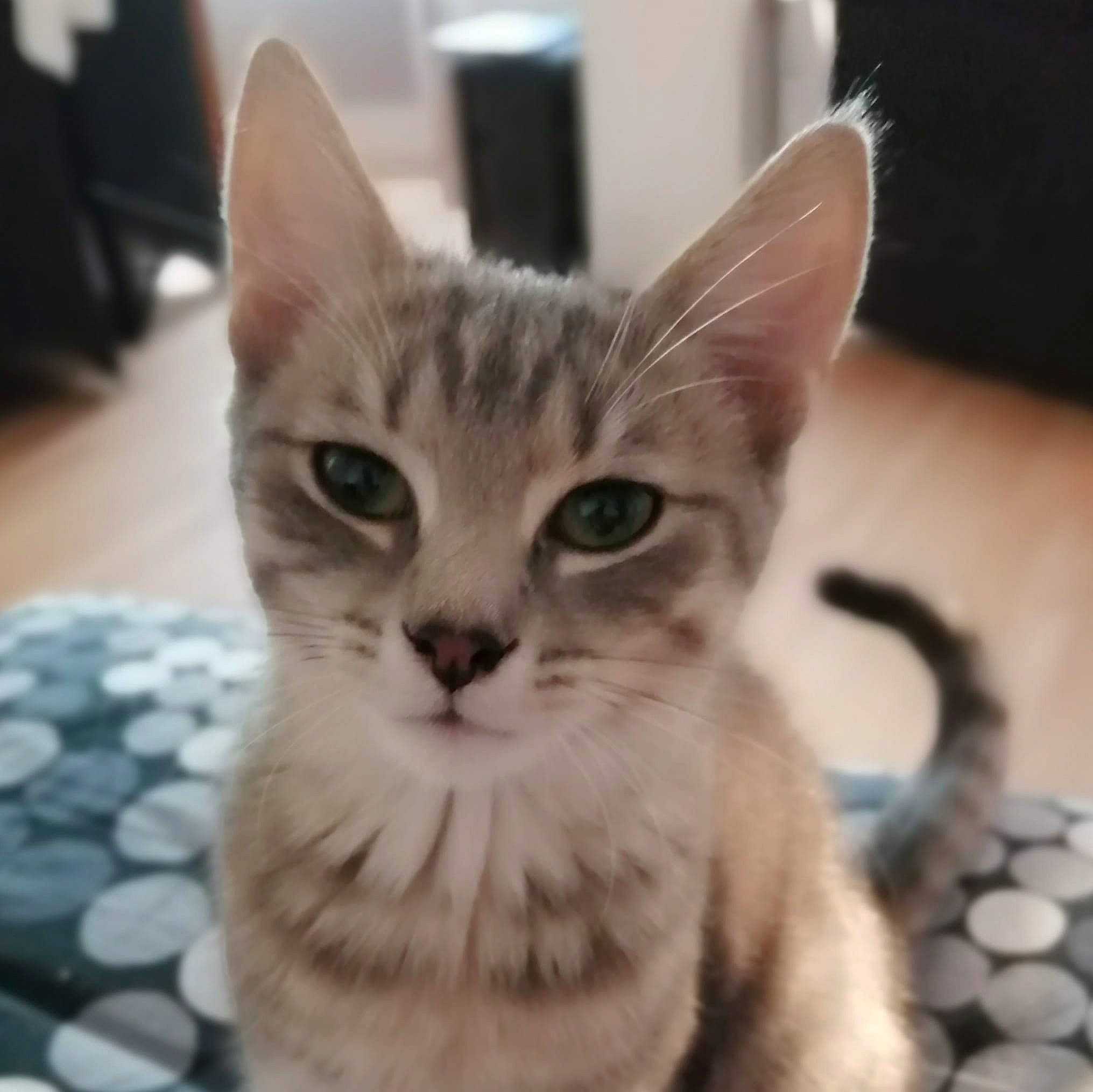 Gouzou a rejoint le concours — aidez-le/la à gagner de superbes lots ! aegean_cat, american_shorthair, american_wirehair, asian, burmilla, carnivore, cat, domestic_short_haired_cat, ear, egyptian_mau, european_shorthair, eye, felidae, kitten, mammal, small_to_medium_sized_cats, snout, tabby_cat, vertebrate, whiskers