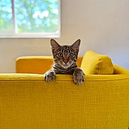 Shrimp joined the competition — help win amazing prizes! cat, tabby, yellow_couch, window, indoor, pet, fur, whiskers, ears, paws, curious, furniture, home, cozy, daylight, relaxed, animal, domestic, cute, portrait