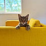 cat, tabby, yellow_couch, window, indoor, pet, fur, whiskers, ears, paws, curious, furniture, home, cozy, daylight, relaxed, animal, domestic, cute, portrait