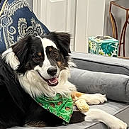 Mr Banks is registered to the contest to win money with this photo: dog, border_collie, black_and_white, fluffy, long_hair, happy, smiling, tongue_out, lying_down, lounging, bandana, green_bandana, sofa, couch, living_room, indoor, cushion, tissue_box, home_decor, portrait